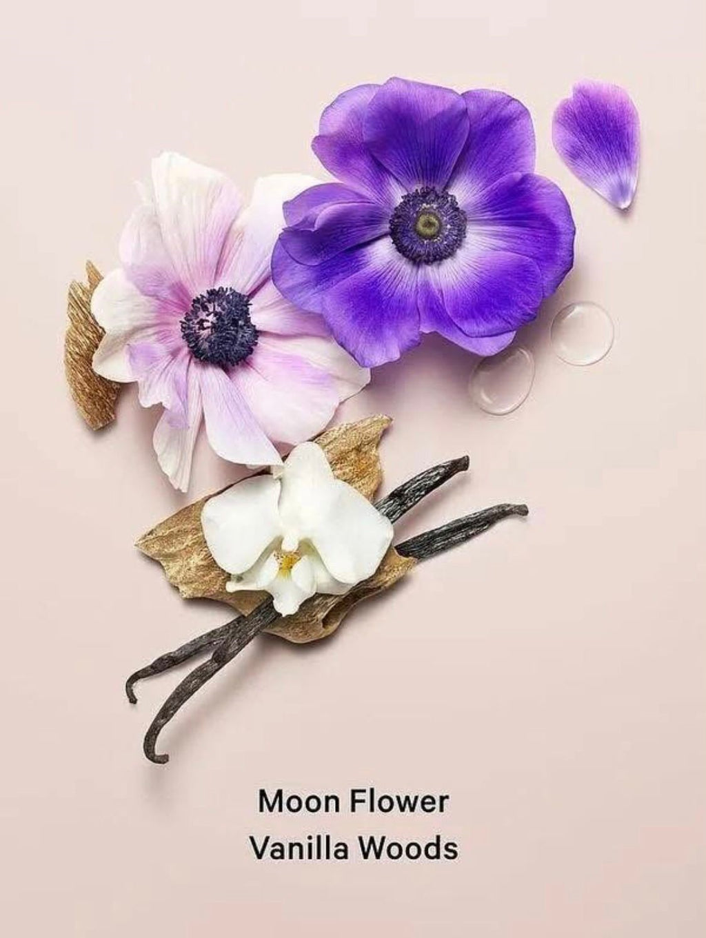 Midnight Bloom VS
